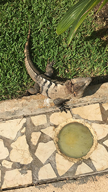 iguana removal