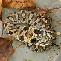 Eastern Hognose Snake - North Carolina