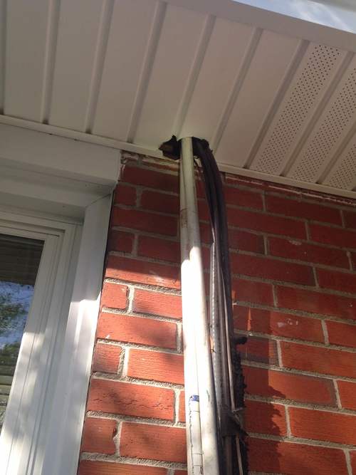 Squirrel damage to vinyl siding in Tampa