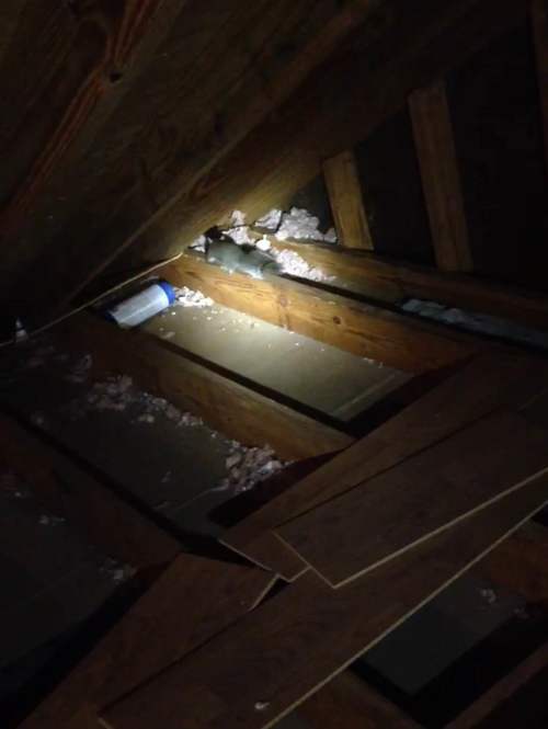 Squirrels in attic in Tampa