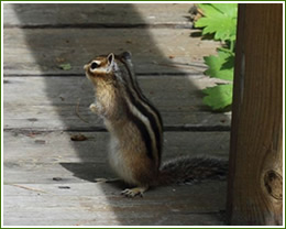 Squirrel Removal, Chipmunk Trapping