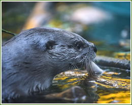 otter-removal