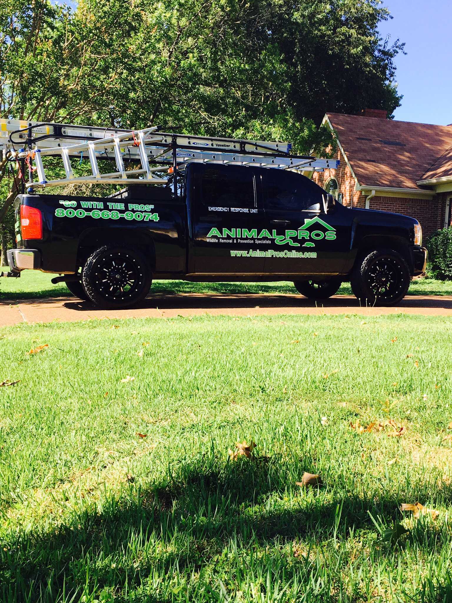 wildlife removal pest control services