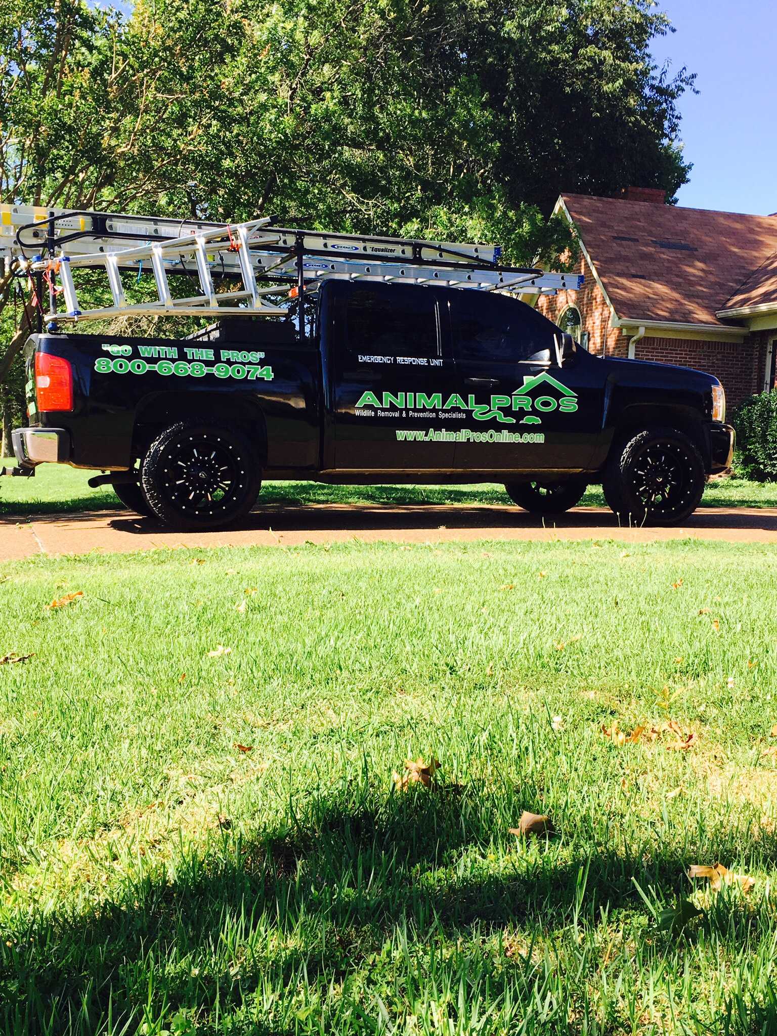 Eustis Animal Removal - Animal Wildlife Trappers, Inc