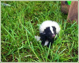 skunk removal, trapping skunks spray smell odor