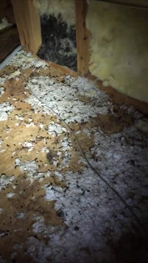 Squirrel droppings in insulation in Asheville