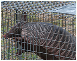 trapping armadillo removal