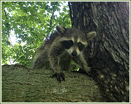 Raccoon control, removal of Raccoons