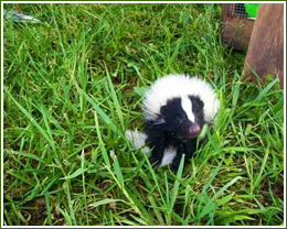 skunk removal