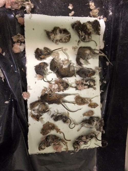 Mice and rats in walls in Charleston