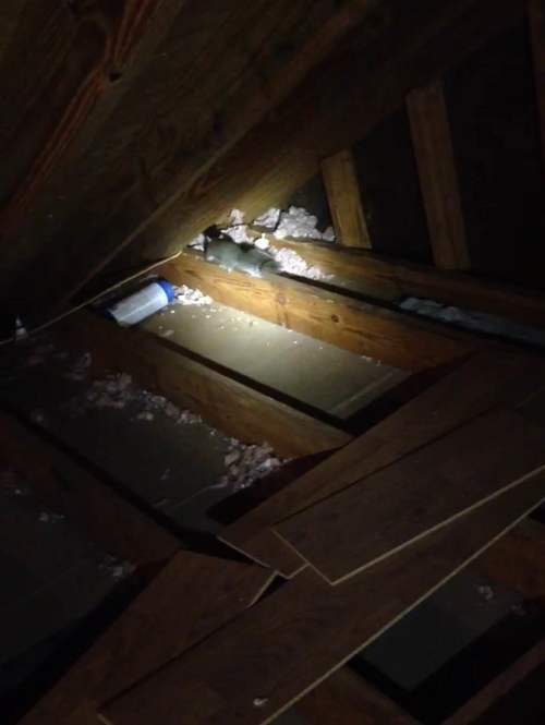Squirrels in attic in Charleston