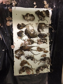 Charleston Rodent Control: Rodent Removal Services