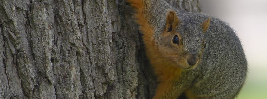 Charleston Squirrel Removal, Squirrel Control,  Trapping