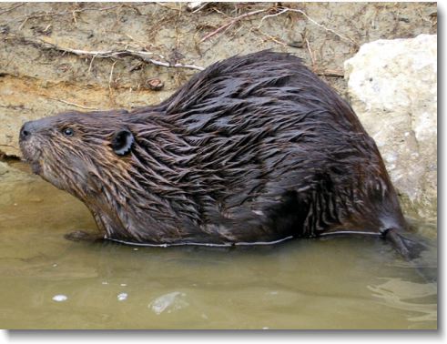 Beaver Removal Chattanooga