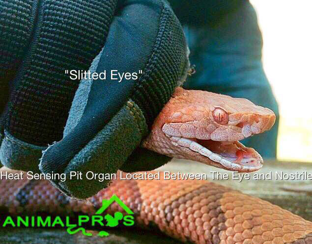 snake control Cincinnati