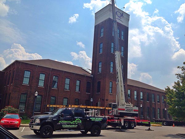 gainesville bat removal