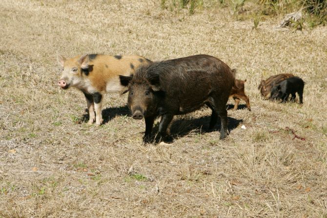 Wild Hog Removal Columbia