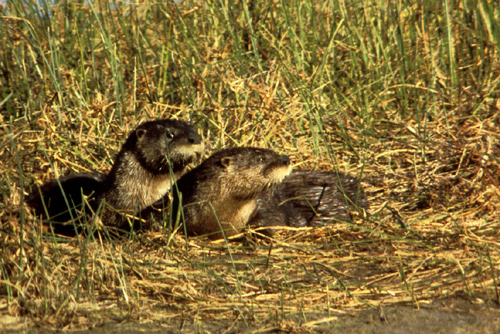 Otter Removal Columbia