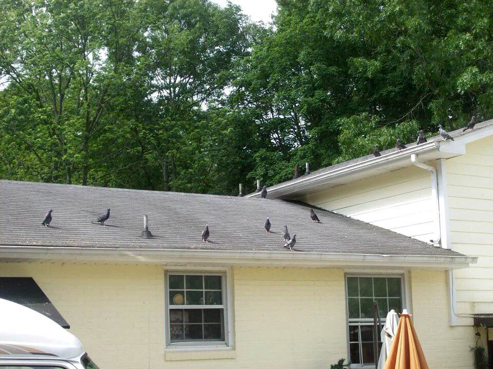 Zephyrhills Wildlife Removal Animal Removal