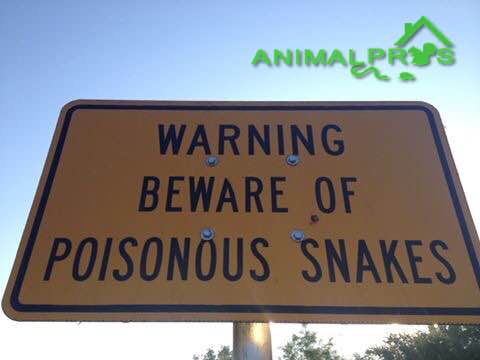 snake-sign