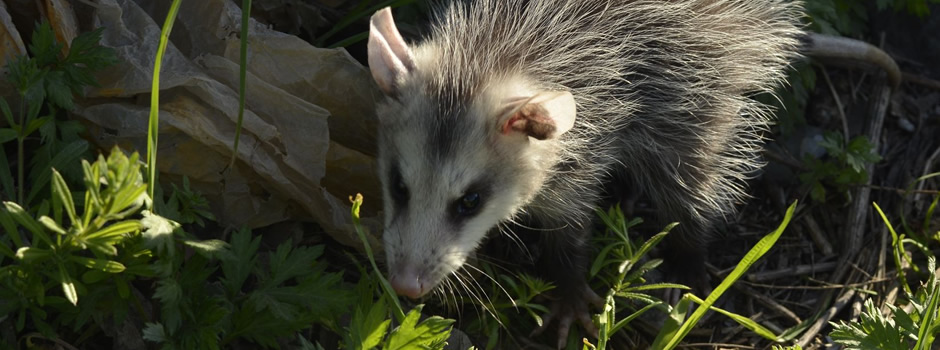 opossum-control