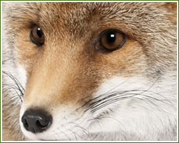 fox trapping, removal and control