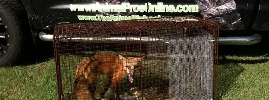 fox-trapping