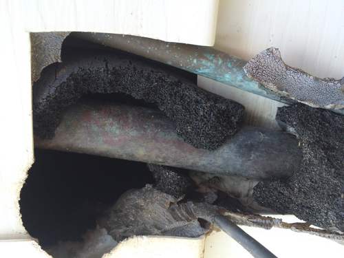 Rats chewing AC lines in Greenville