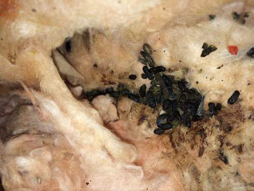 Rodent droppings in insulation in Greenville