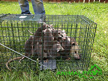 opossum removal