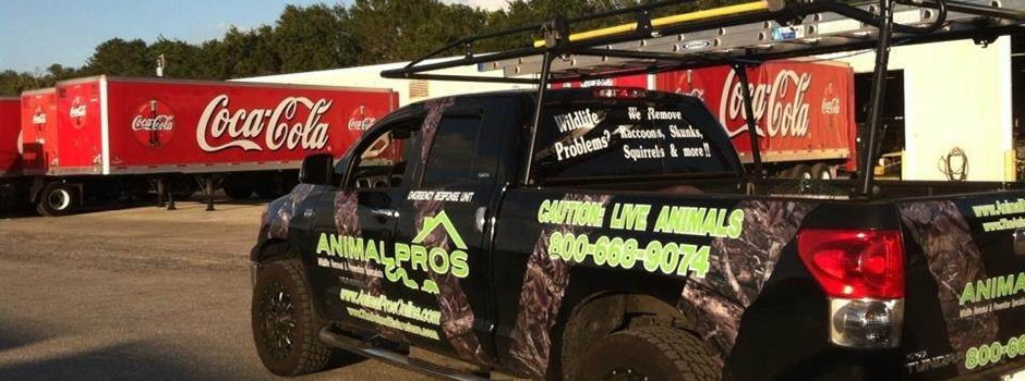 commercial-animal-removal