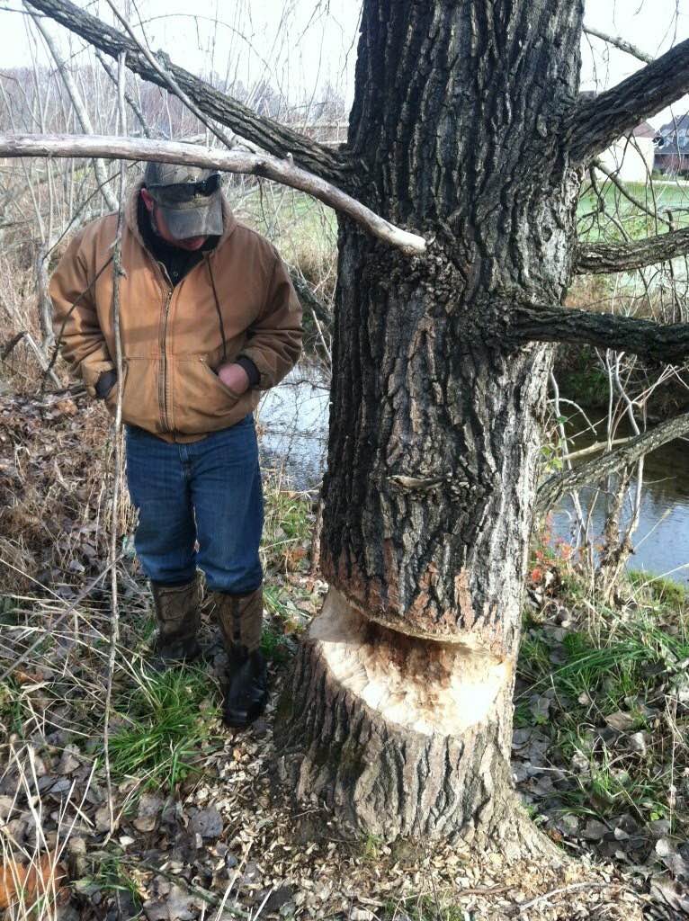 beaver-tree