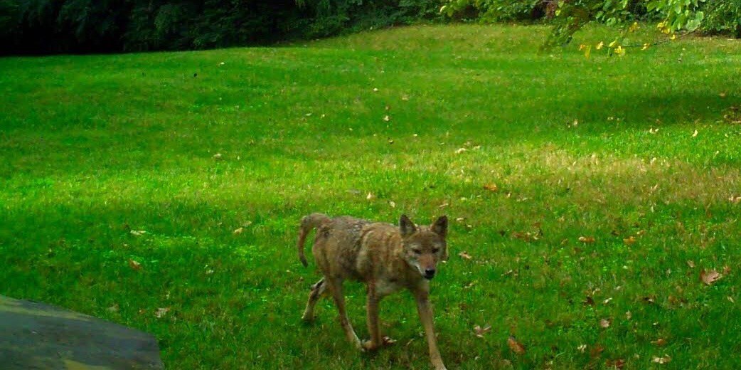 Jackson Animal Control