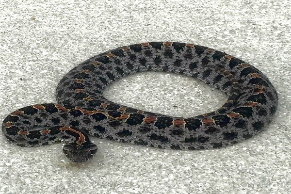 Pygmy Rattlesnake