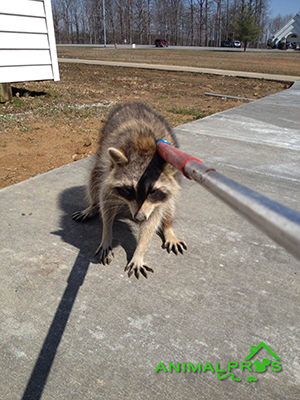 raccoons-yard