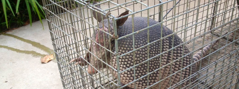 armadillo-trapping