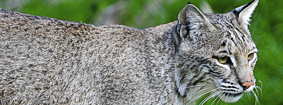 bobcat-trapping