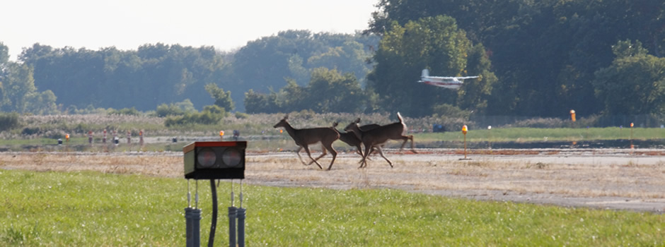 deer-control