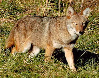 Coyote Removal Johnson City