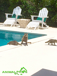 raccoons-pool