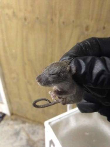 Dead mice or rats in walls in Louisville