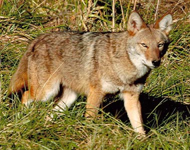 Coyote Removal Louisville
