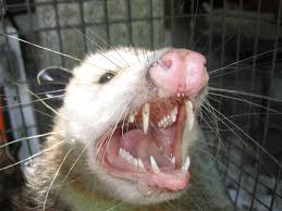 Opossum Removal Louisville