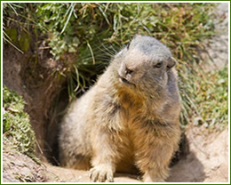 Control Groundhogs, holes in yard