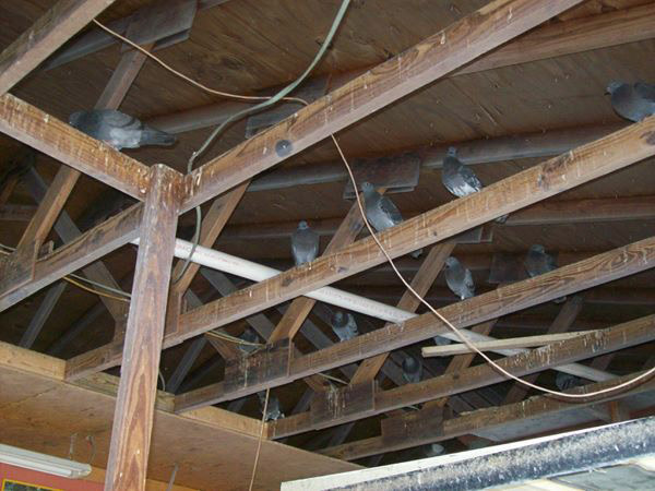 Murfreesboro Pigeon Control, Pigeon Removal, Deterrents, and Trapping