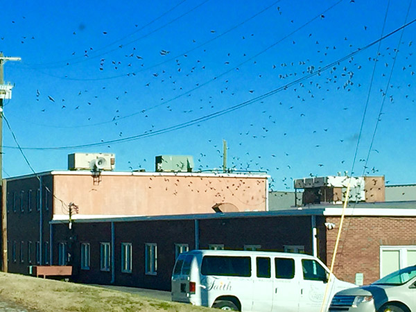 starling-control murfreesboro
