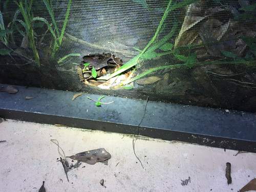 Rodent Proof Lanai Openings in Myrtle Beach