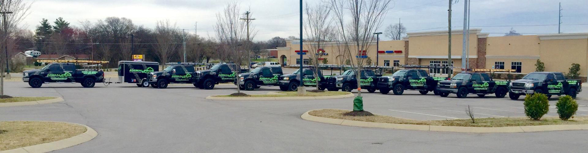Nashville Wildlife Removal & Wildlife Control Services