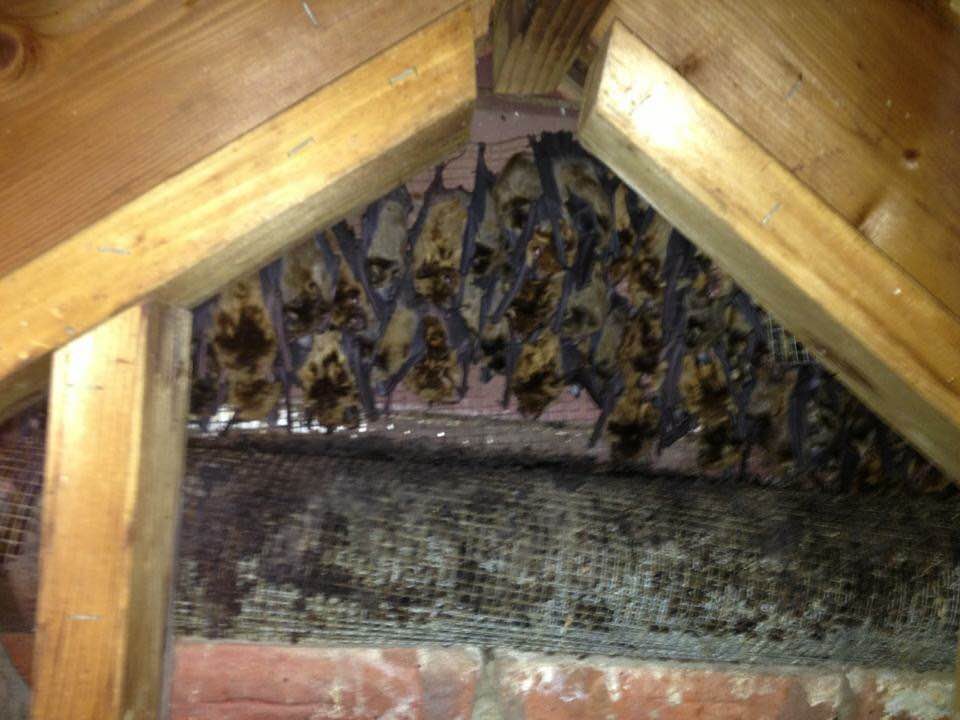 Get Rid Of Bats In Your Attic And Let Nvirotect Can Help You Do It