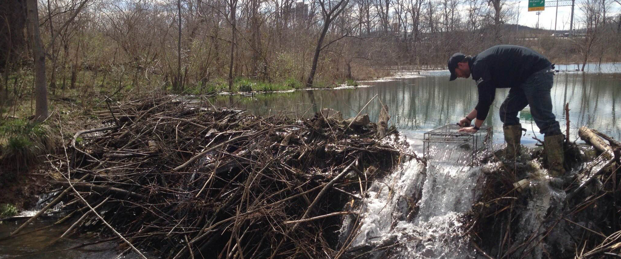 Nashville Beaver Removal and Beaver Trapping Service